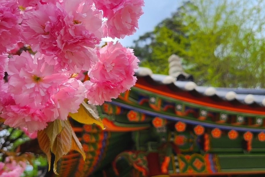 Cherry Blossoms In Korea with temple building