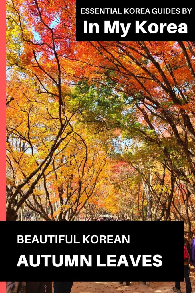 Beautiful Korean autumn leaves pictures Pin 2