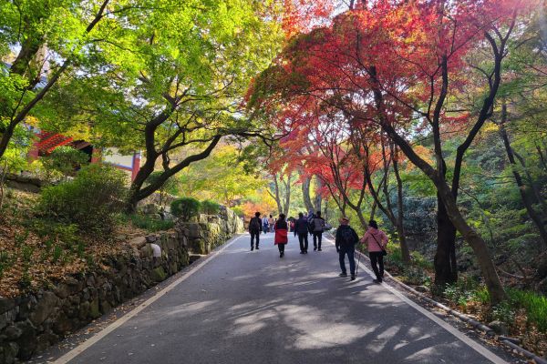 Korean Autumn Foliage Tours