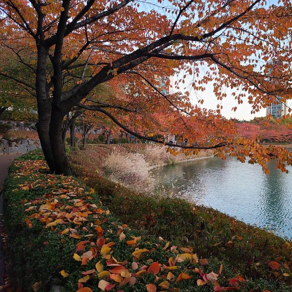 Seokchon Lake with autumn foliage Seoul