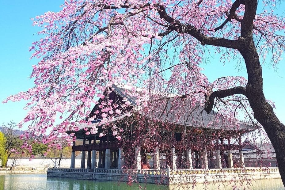 Cherry blossoms at Gyeongbokgung Palace, Seoul, Korea