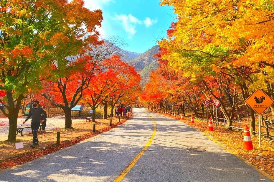 Autumn leaves in Naejangsan National Park, Korea