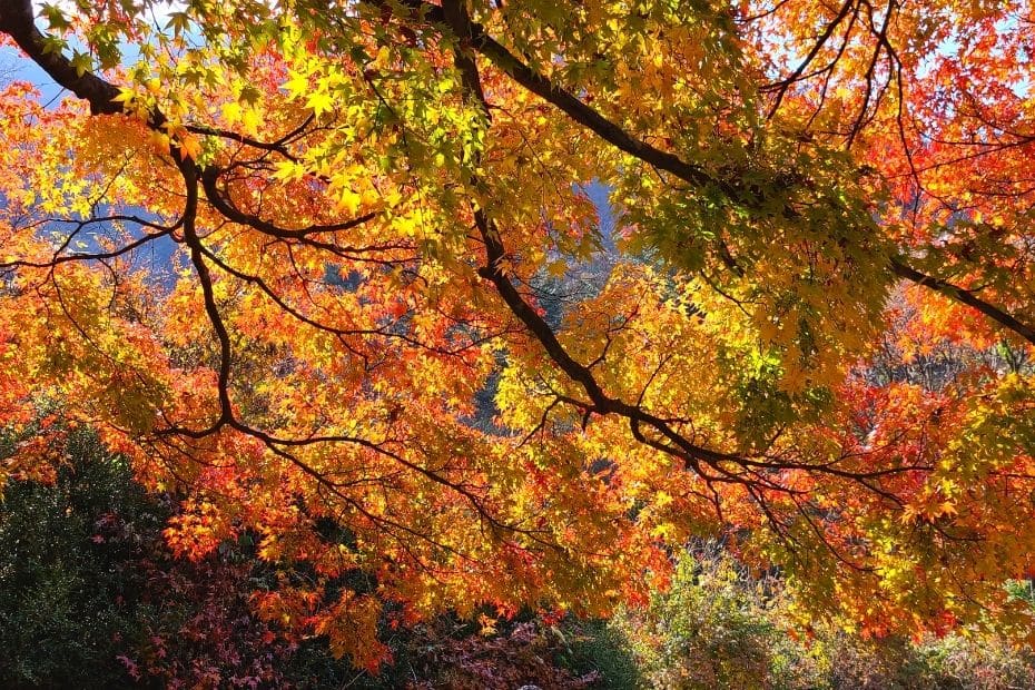 Fall foliage at Naejangsan National Park