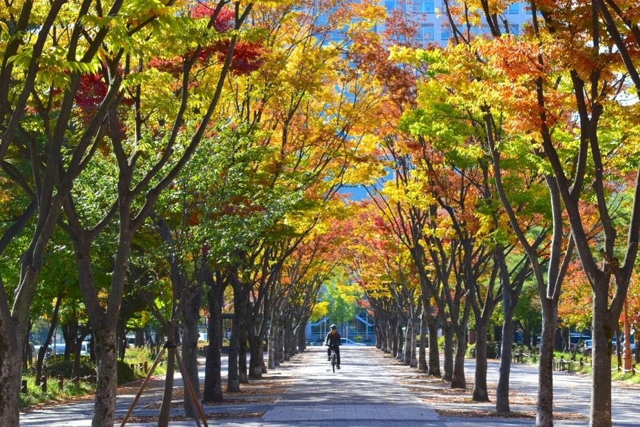 Tree lined street in Daejeon, Korea