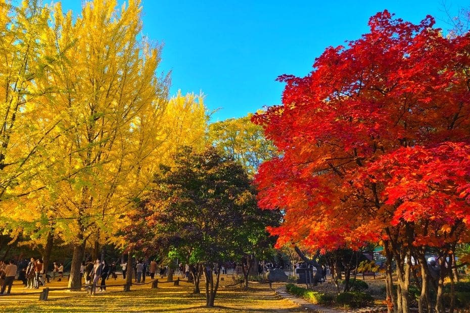 Colourful trees at Nami Island, Korea