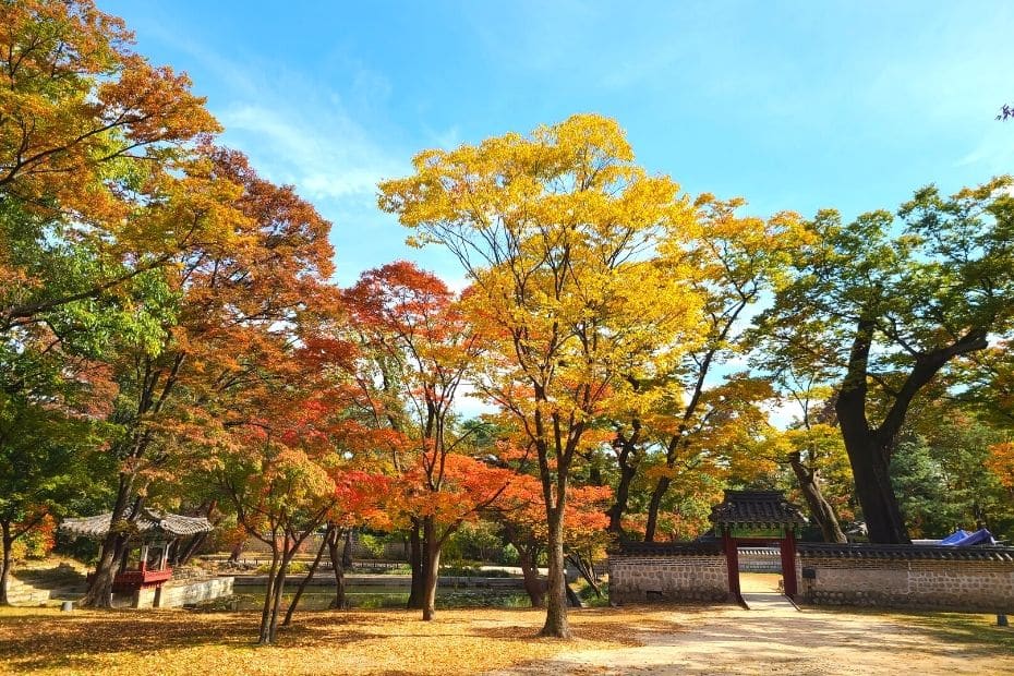 Autumn leaves at the Secret Garden in Changdeokgung Palace