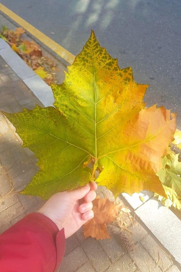 Giant leaf in Korea