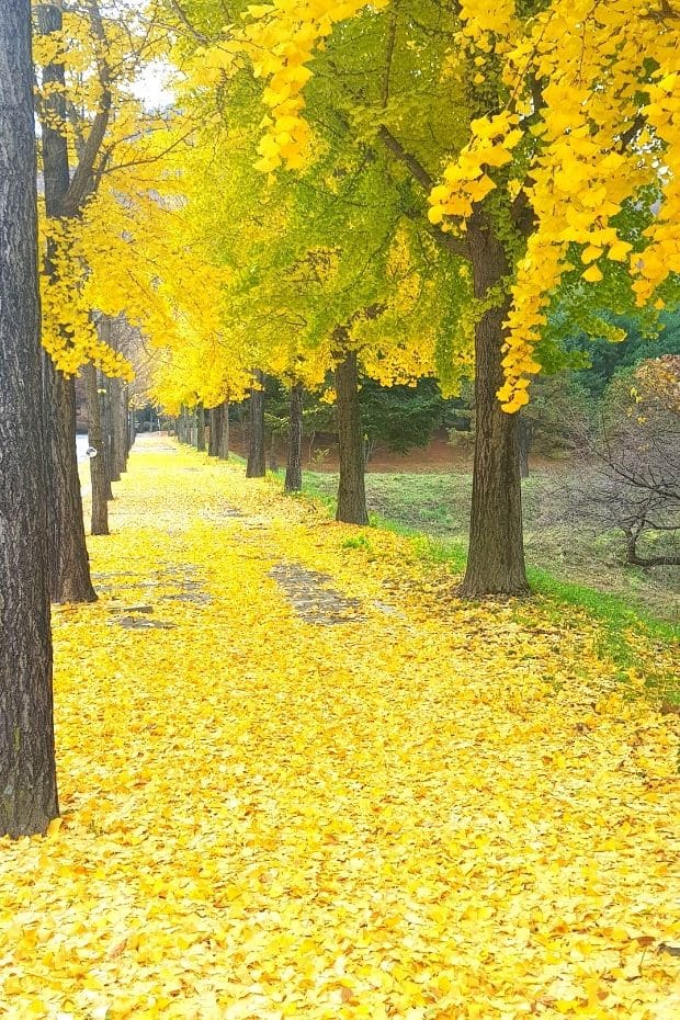 Yellow ginkgo leaves on the street in Korea