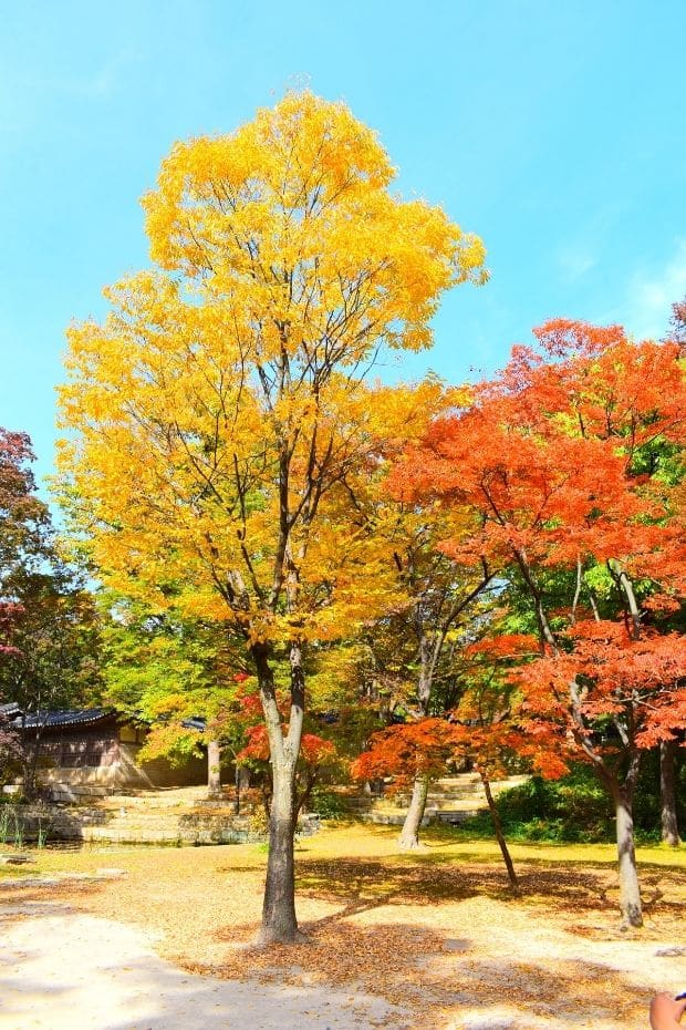 Autumn leaves in the Secret Garden in Changdeokgung Palace, Seoul