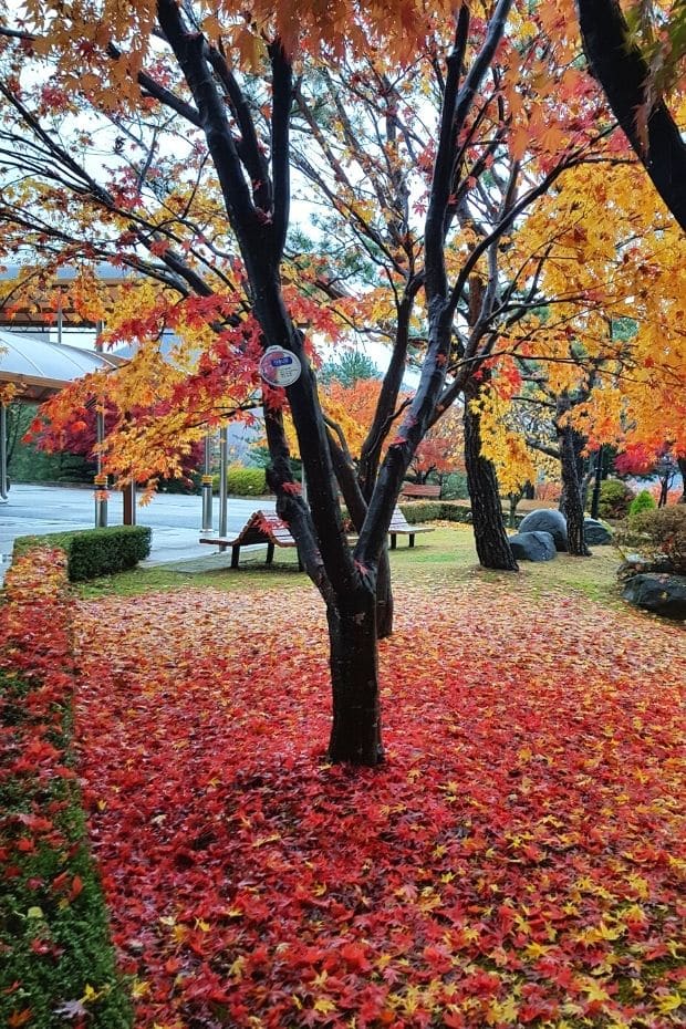 Maples leaves on the ground in Daejeon