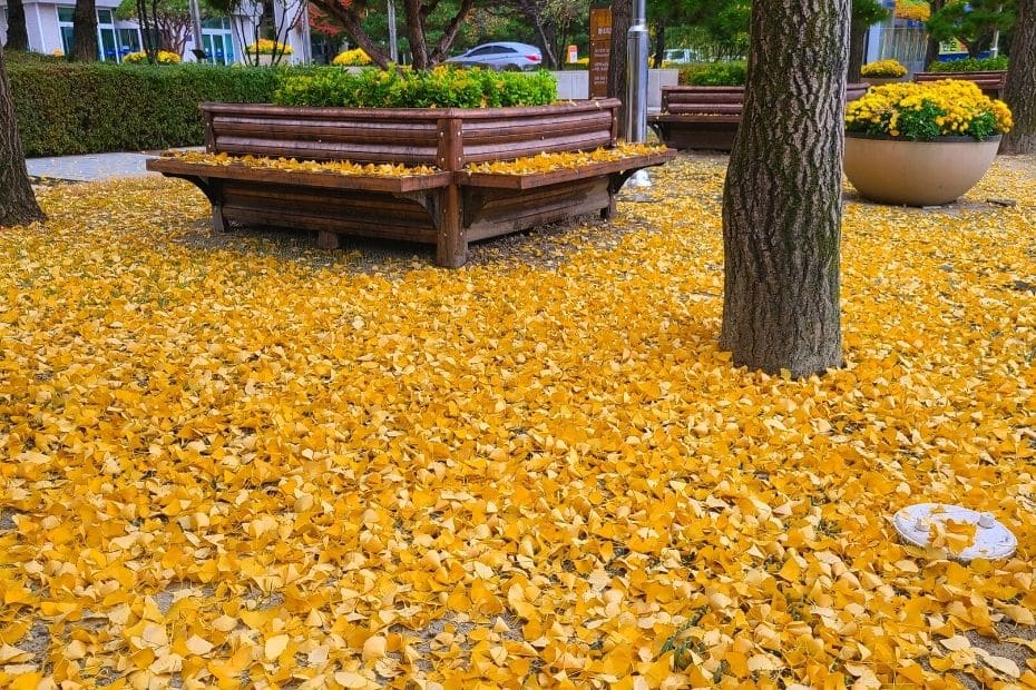 Yellow ginkgo leaves on the street in Daejeon, Korea