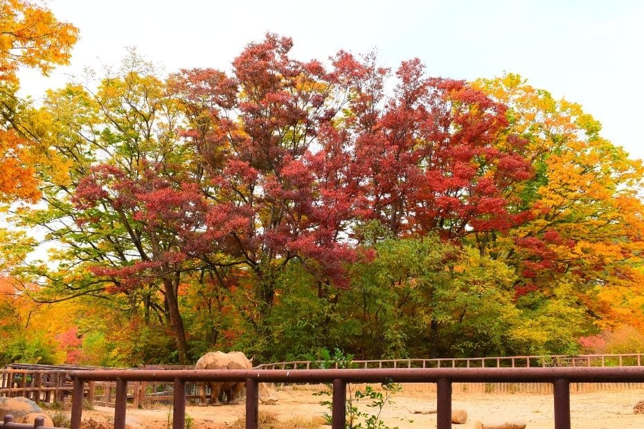 Seoul Zoo at Seoul Grand Park during autumn