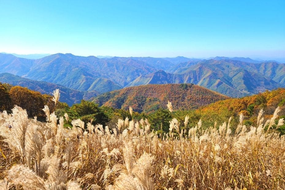 Reeds and autumn leaves at Mindungsan Mountain, Korea