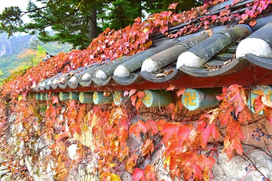 Leaf covered wall at Seoraksan National Park