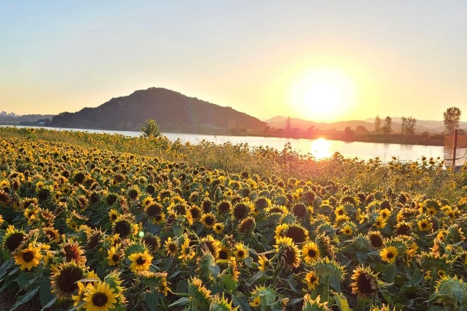 Sunflowers and sunset over the Baegmagang River in Buyeo