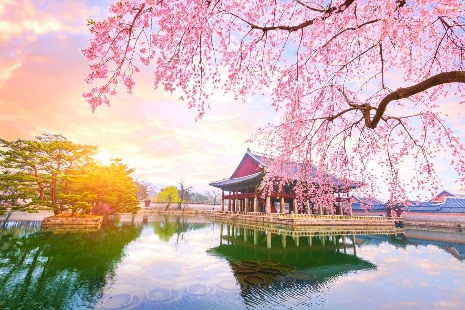 Cherry blossoms at Gyeongbokgung Palace are a unique Korean experience