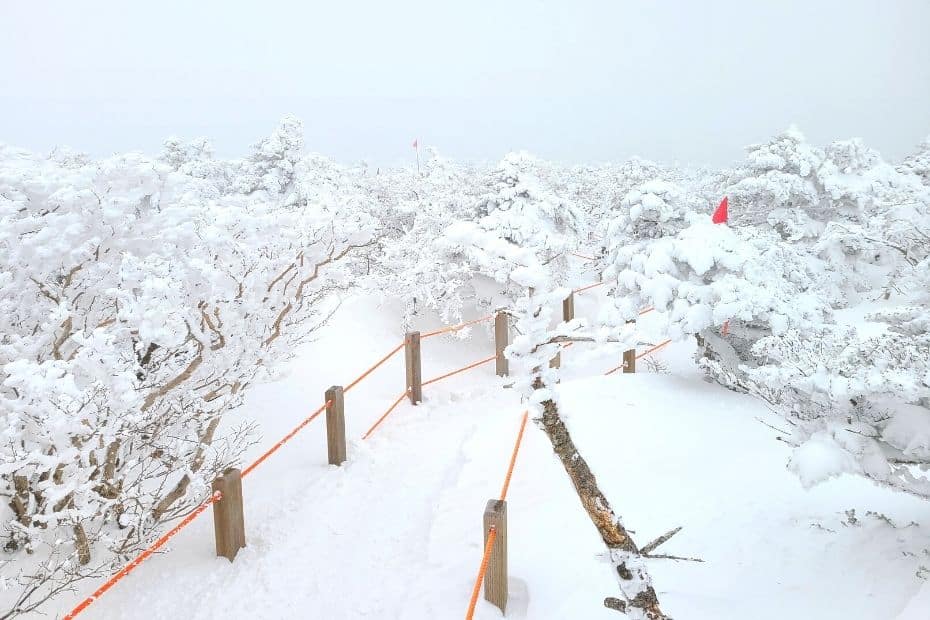 Snow on Hallasan Mountain on Jeju Island in winter